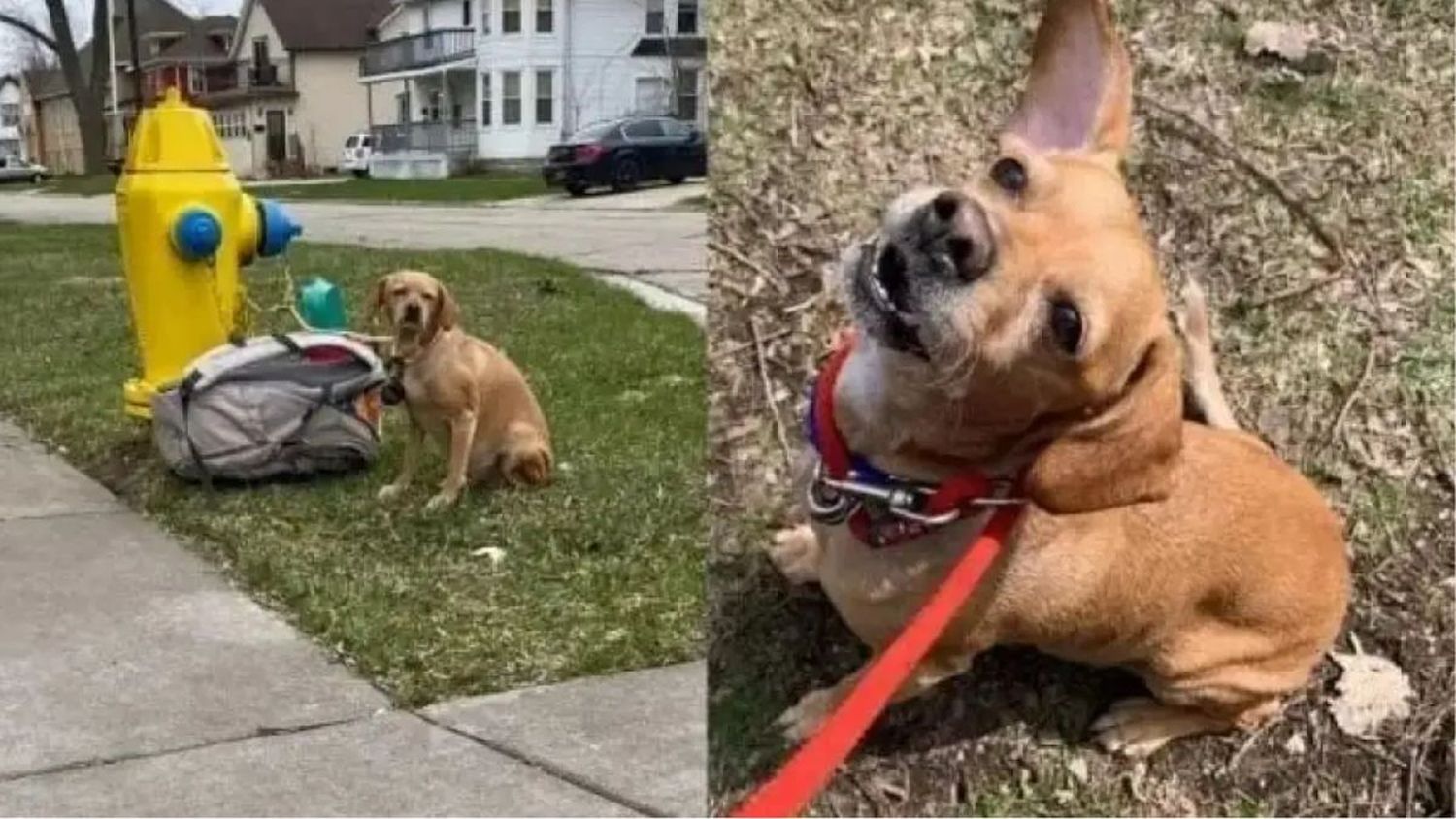 Abandonó a su perra con una mochila llena de juguetes y una nota que se volvió viral