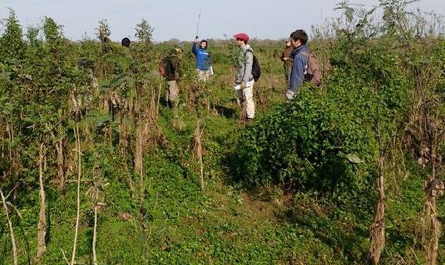 Diagnóstico del pastizal natural en islas del Departamento Diamante