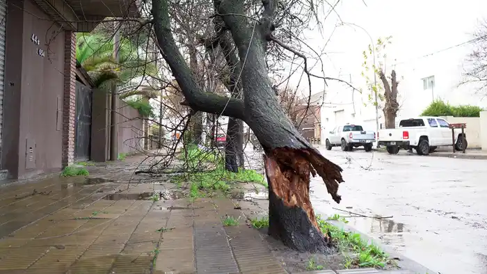 A punto de caerse. Un árbol quebrado en calle 44 entre 53 y 55