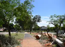 La Municipalidad de Crespo avanza con tareas de recambio de arbolado urbano para fortalecer el cuidado ambiental