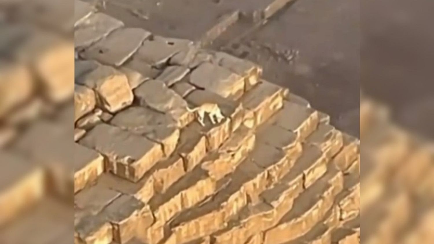 El perro que sorprendió al mundo: llegó a la cima de la Gran Pirámide de Egipto