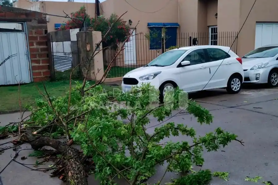 Tormenta en Rafaela: al menos 10 árboles fueron tumbados por los fuertes vientos