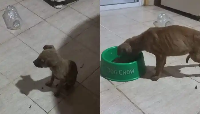 “Necesito tránsito o adopción urgente”