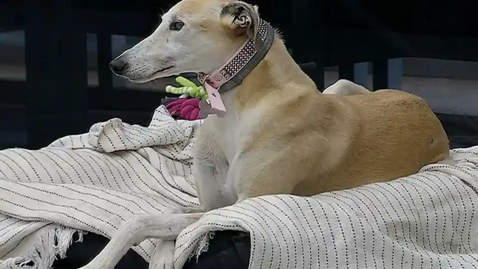 ¿Levantó el rating o quedó planchado? Los números de Gran Hermano con la llegada de la perrita Paris