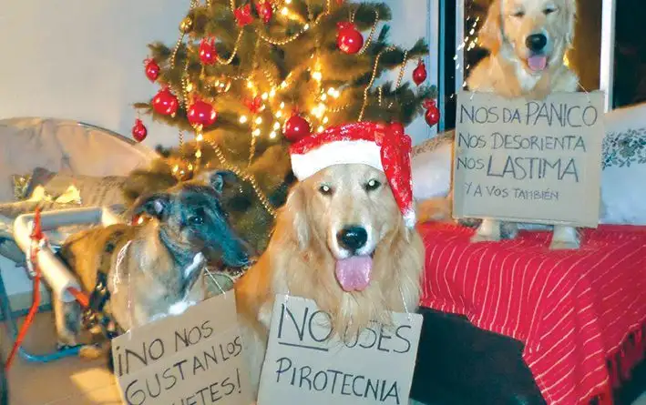 De la ordenanza a la realidad: Cada vez más cerca de la Pirotecnia Cero