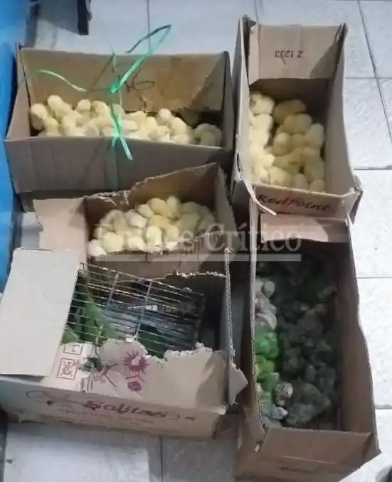 Venta ilegal de animales en Zárate: Secuestran más de 40 loros y 90 pollitos