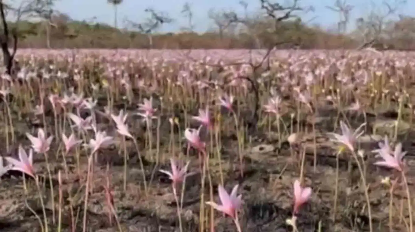 Corrientes: brotaron flores entre las cenizas en los Esteros del Iberá