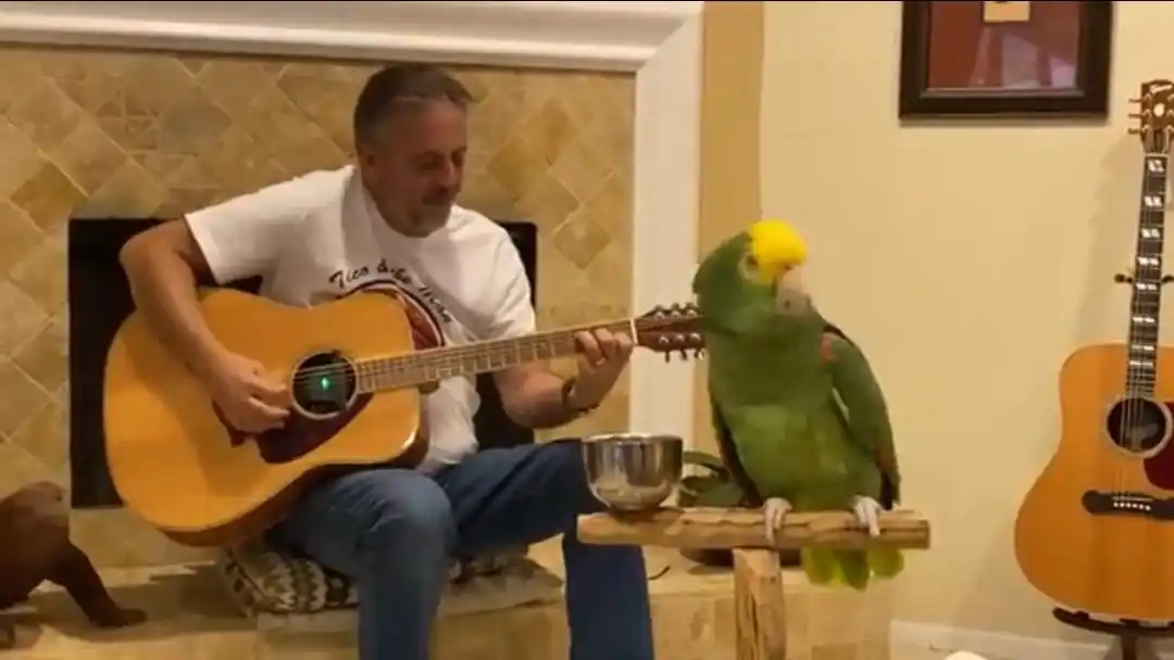 Loro enloqueció las redes al interpretar canciones de bandas de rock reconocidas