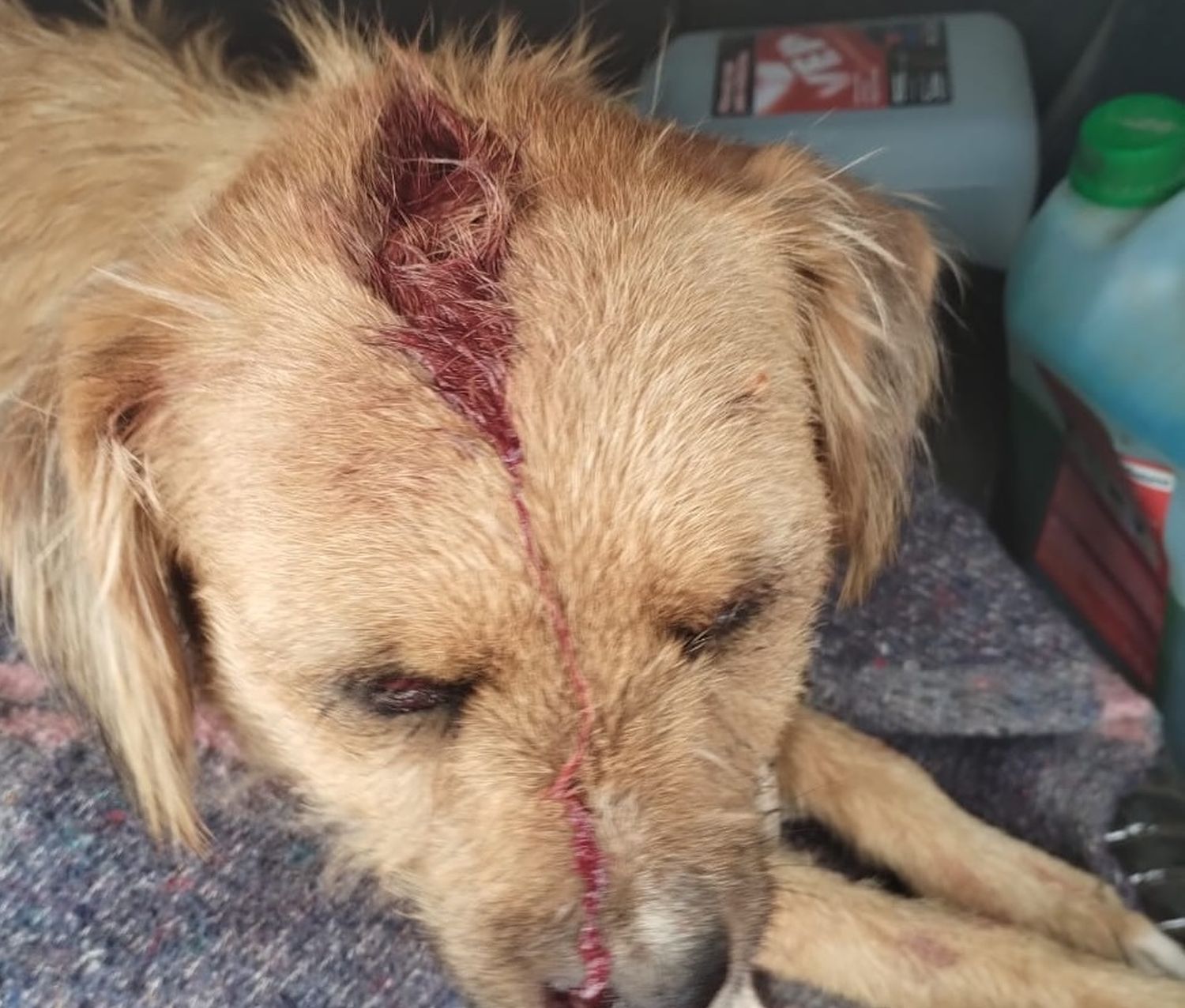 Maltrato animal: mujer fue demorada por agredir salvajemente a una perrita