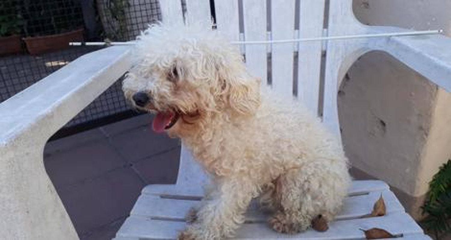 Perrita encontrada en Salta al 1400