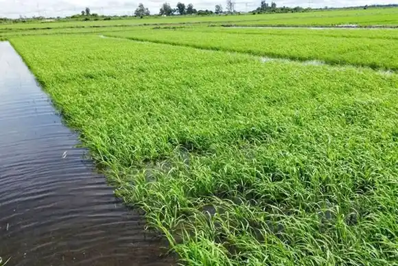 La sequía multiplicó la inversión de los productores para regar sus arroceras