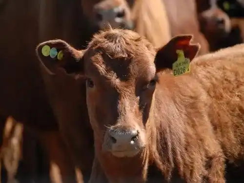 La caravana electrónica obligatoria para la ganadería
