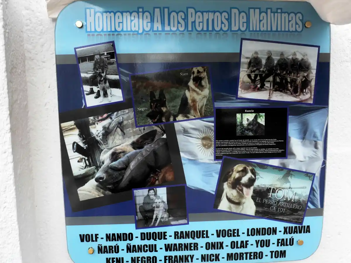 La historia de los perros de Malvinas que ya tienen su homenaje en San Francisco 