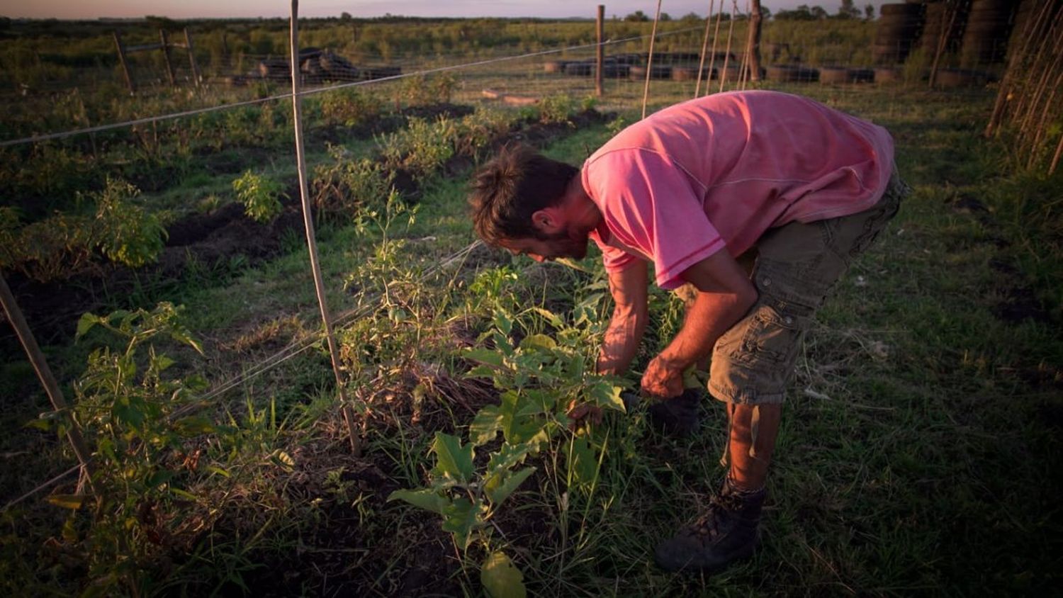 La huerta necesita ser atendida y cuidada todos los días 