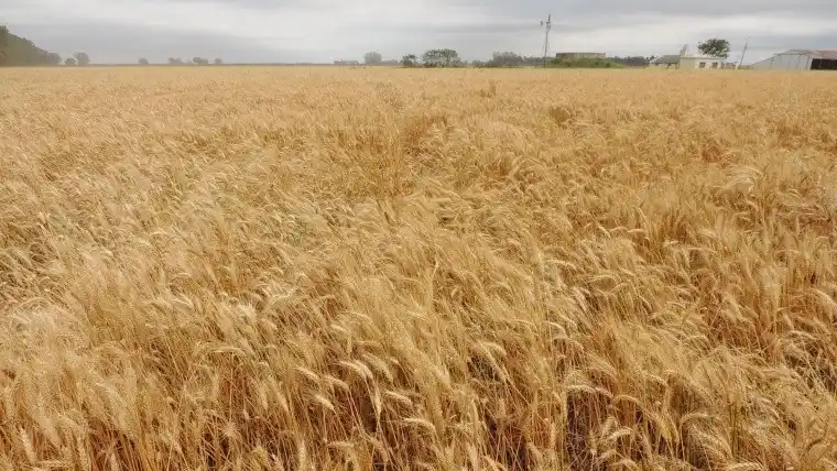Las lluvias frenan el deterioro en el trigo y estimulan el crecimiento del maíz