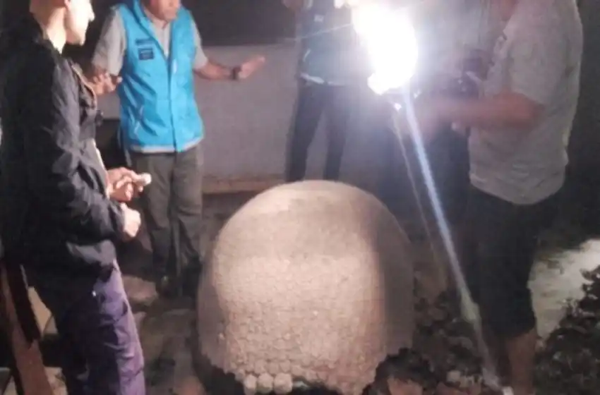 Recuperan restos fósiles de un mamífero extinto hace más de 10 mil años