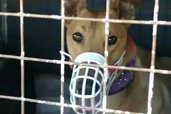 Rescataron 77 perros y demoraron a 150 personas por participar de carreras en Santa Fe