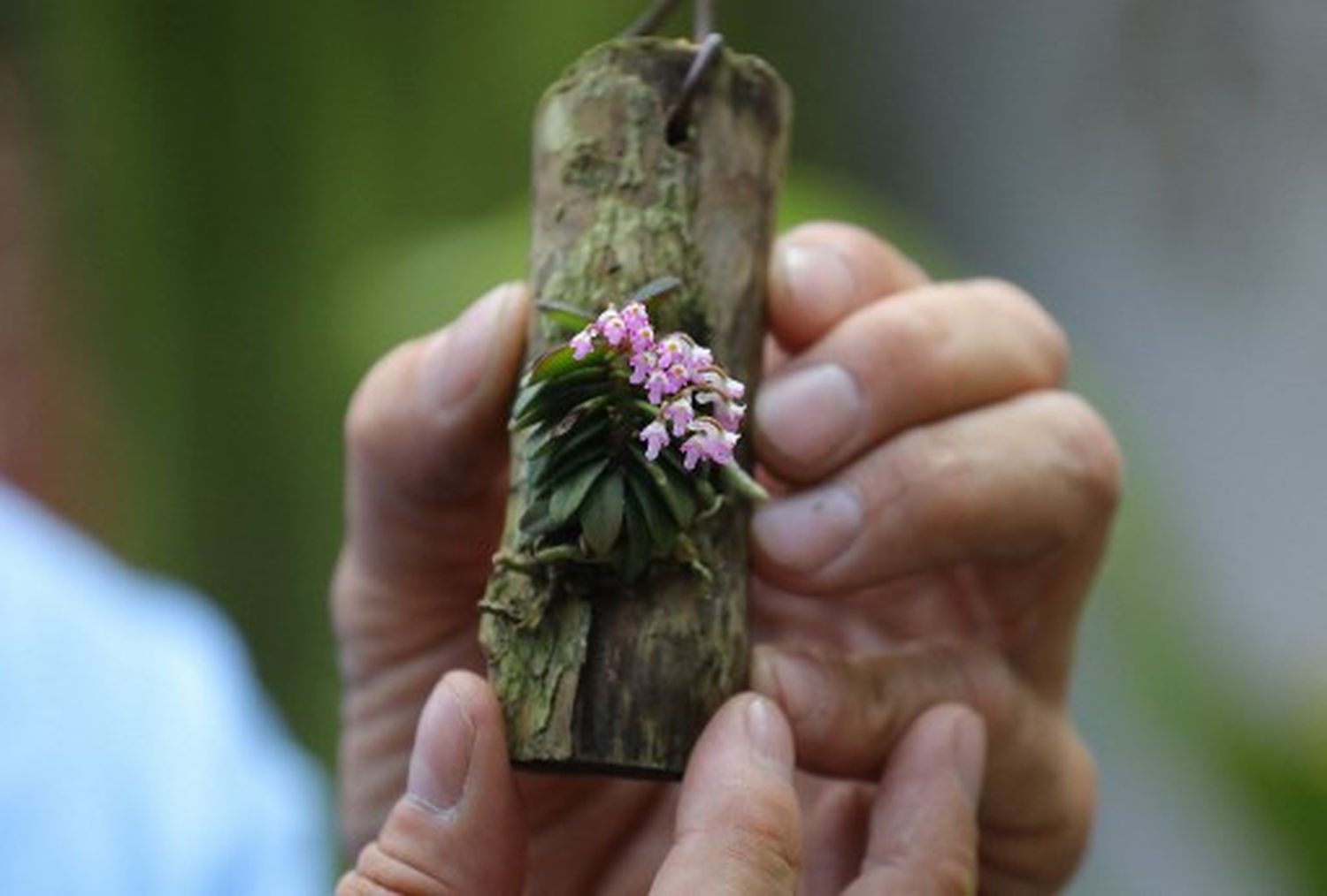 Colombiano crea SANTUARIO Y LABORATORIO PARA CLONAR ORQUÍDEAS en peligro de extinción