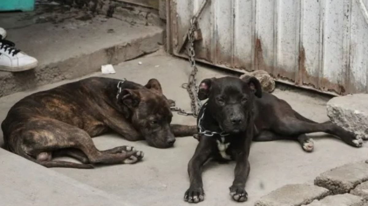 MEDIANTE CRÍMENES ESPELUNANTES, mexicano asesinaba mascotas para rituales religiosos