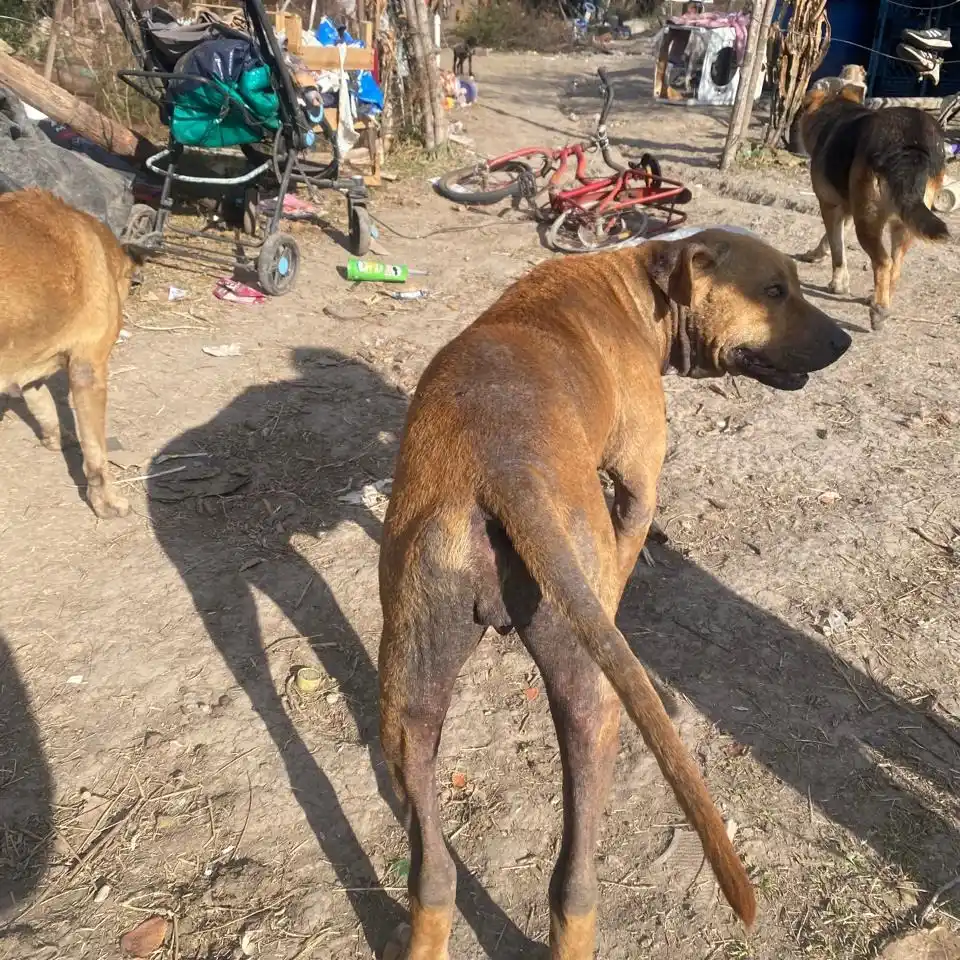 “Seamos Manada”: un trabajo silencioso que rescata animales y protege a la comunidad