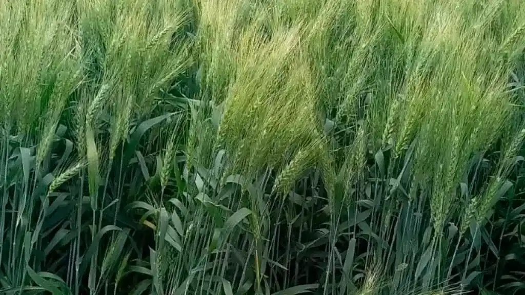 En medio de la crisis del INTA, la Provincia lanzó dos nuevas variedades de trigo