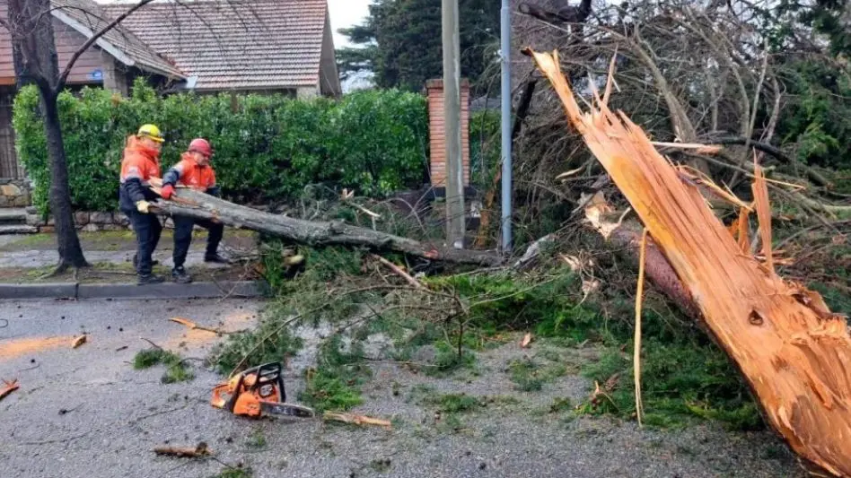 Temporal en Mar del Plata: Caída de árboles, luminarias y crecida excepcional del mar