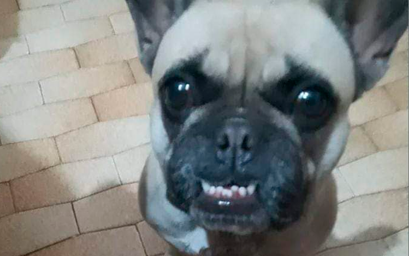 Buscan a Franchesca