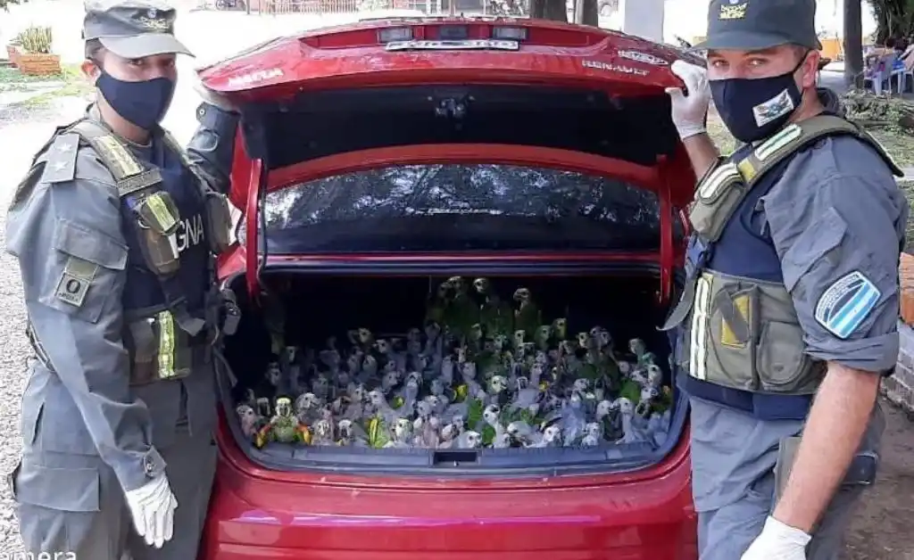 Santiago del Estero: decomisan 216 loros habladores hacinados en un baúl