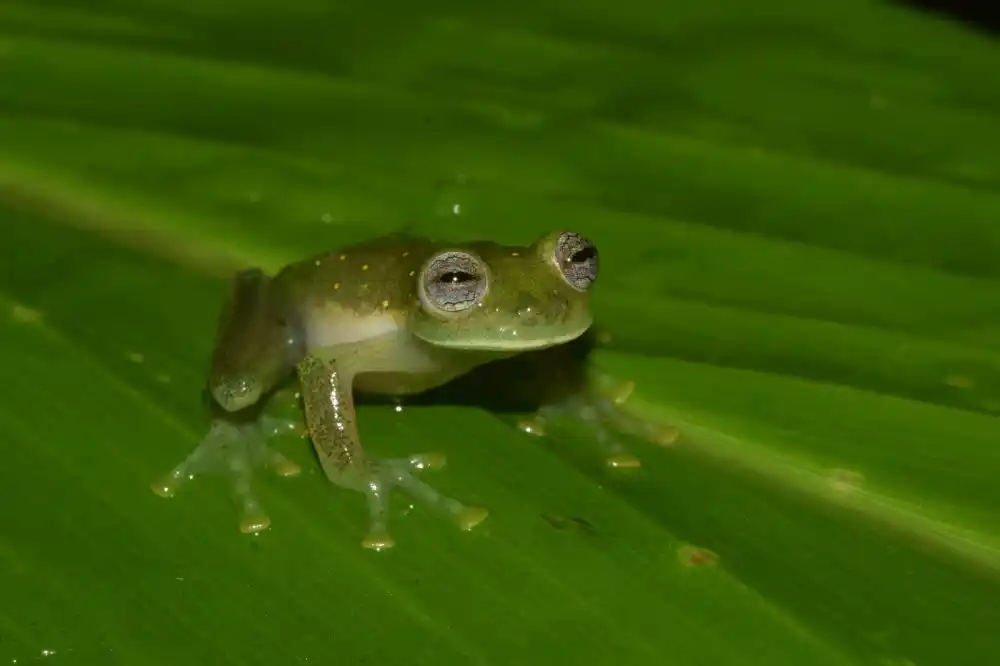 Hallan NUEVA especie de RANA en el mundo