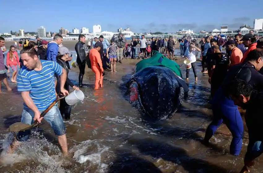 Trabajan a contrareloj para rescatar a una ballena varada en Mar del Plata
