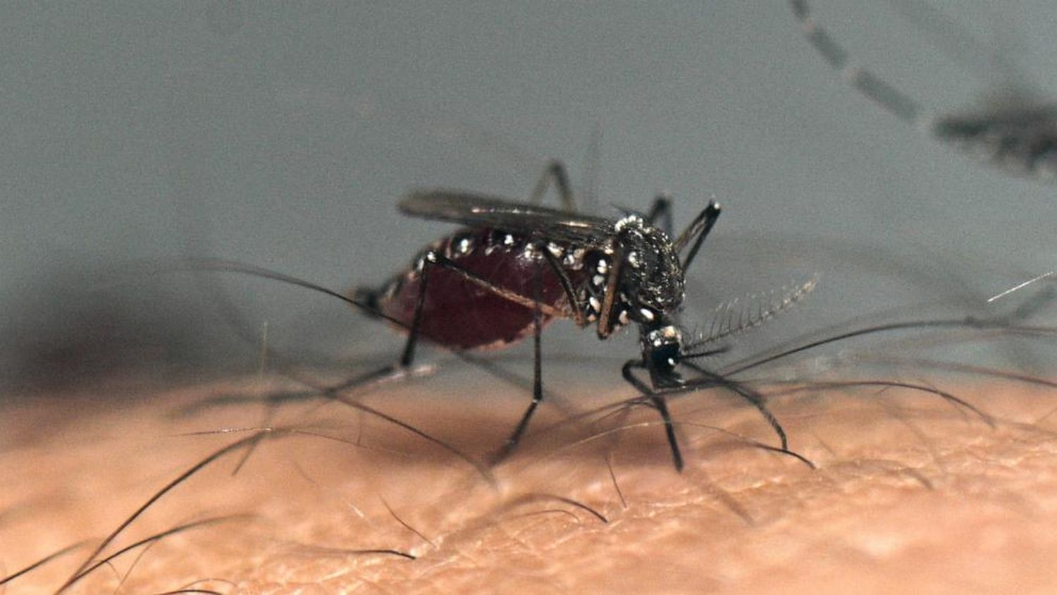 Denge mosquito