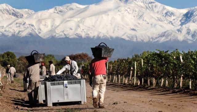 Las recomendaciones para la prevención del coronavirus en la vitivinicultura