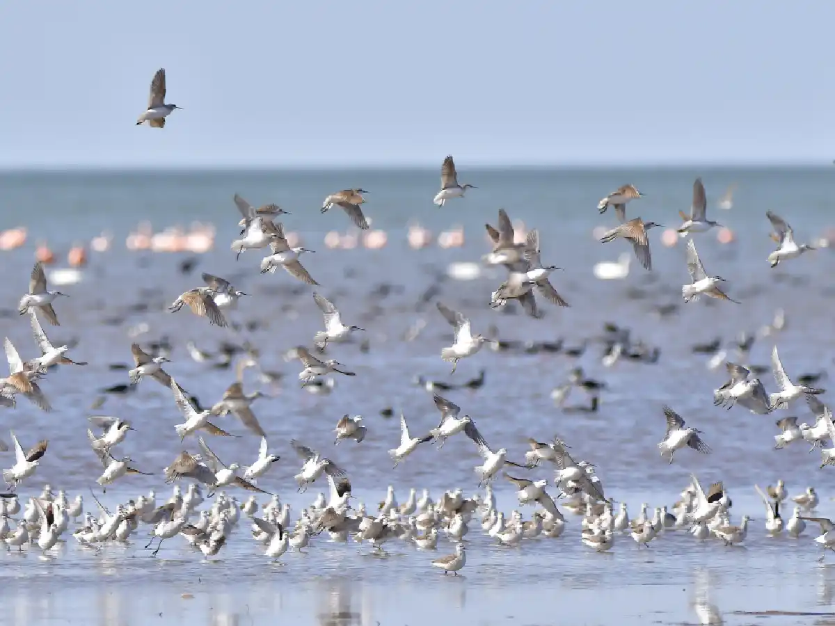 Mar de Ansenuza, el ecosistema de humedal más grande de Sudamérica