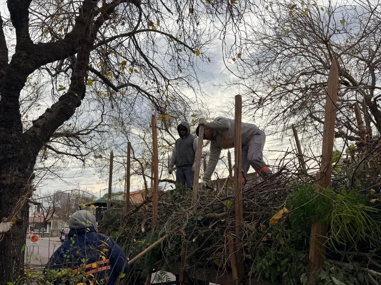 El plan de poda urbana continúa con trabajos en barrio Ilolay