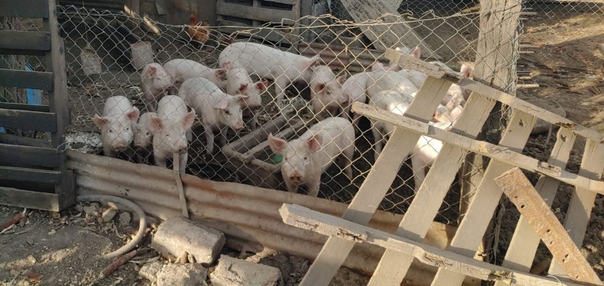 Brote de triquinosis en la provincia: “Hay 26 casos sospechosos y 8 confirmados”
