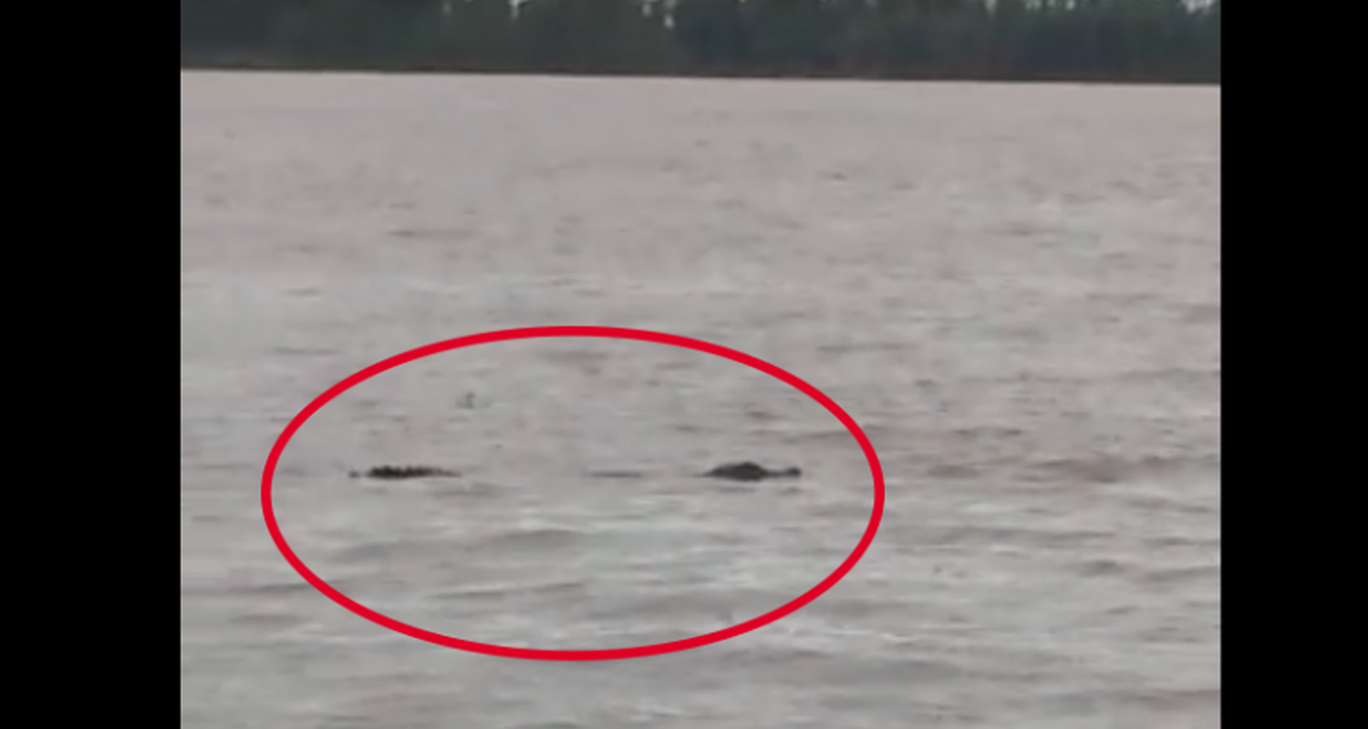 Pescadores avistaron un yacaré en la zona portuaria de Ramallo