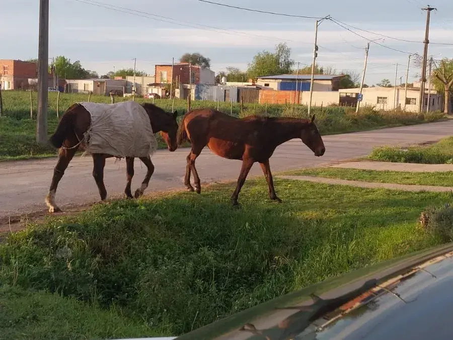 Caballos sueltos en Mateo Sbert y Boulevard Moreno