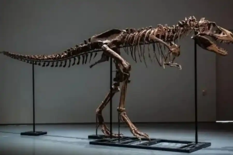 Subastarán dos esqueletos de dinosaurios en Estados Unidos