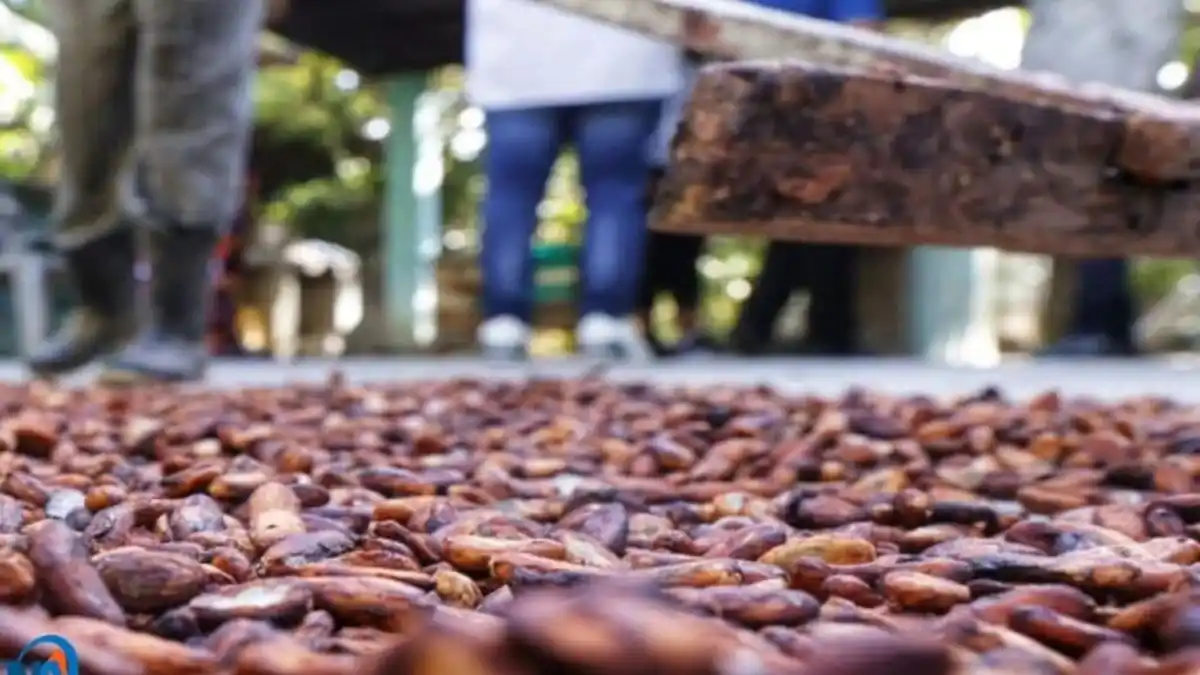 EL PRECIO JUSTO brilla por su ausencia: Cacaoteros de Río Chico reciben lo mínimo por sus cosechas (+Reporte)