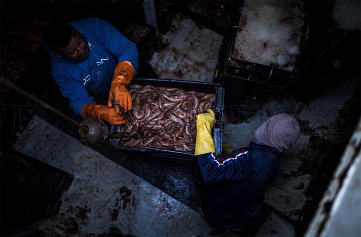 El langostino que viene en aguas nacionales: menos barcos y capturas para sostener los precios