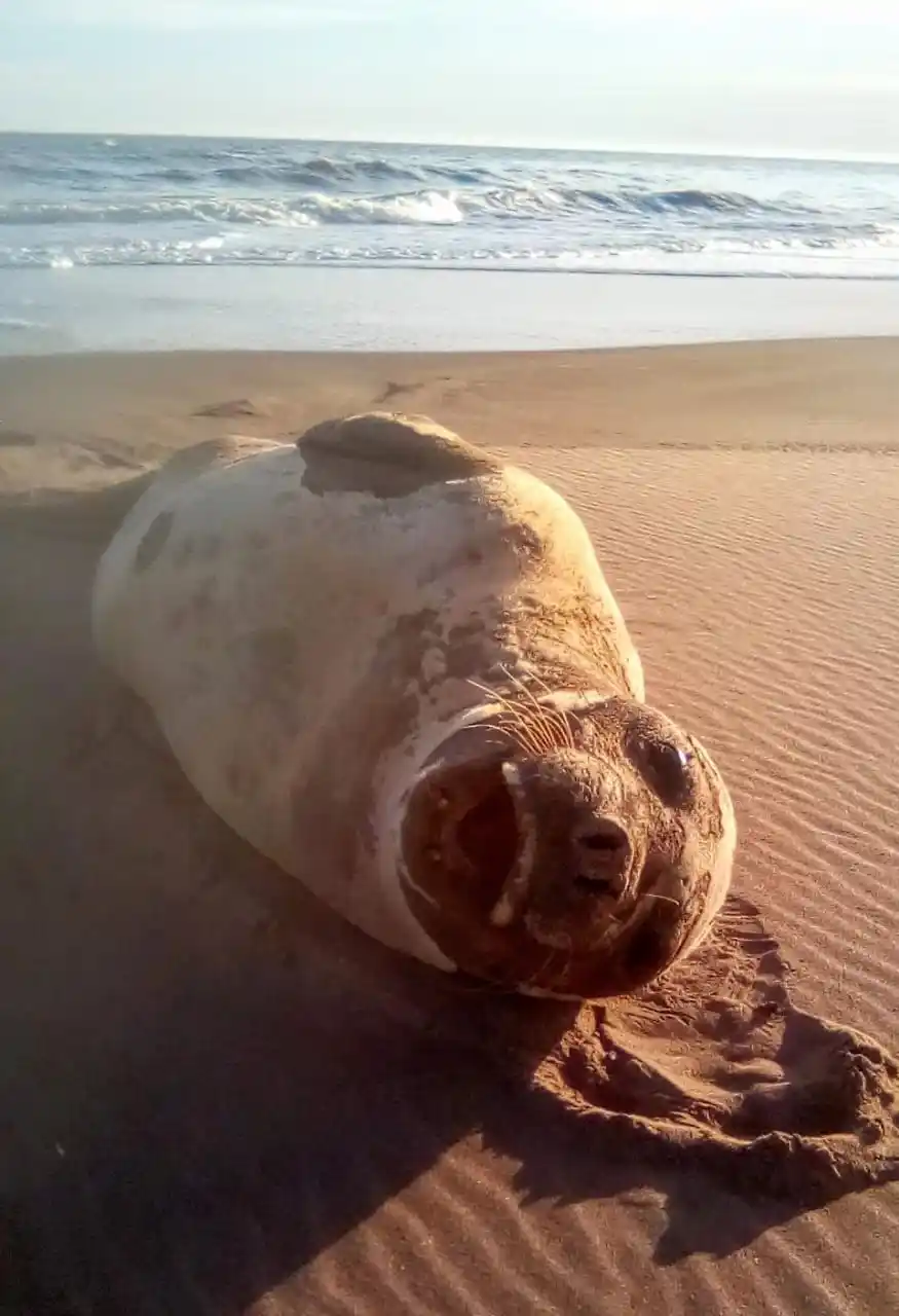 Lobito marino en la costa