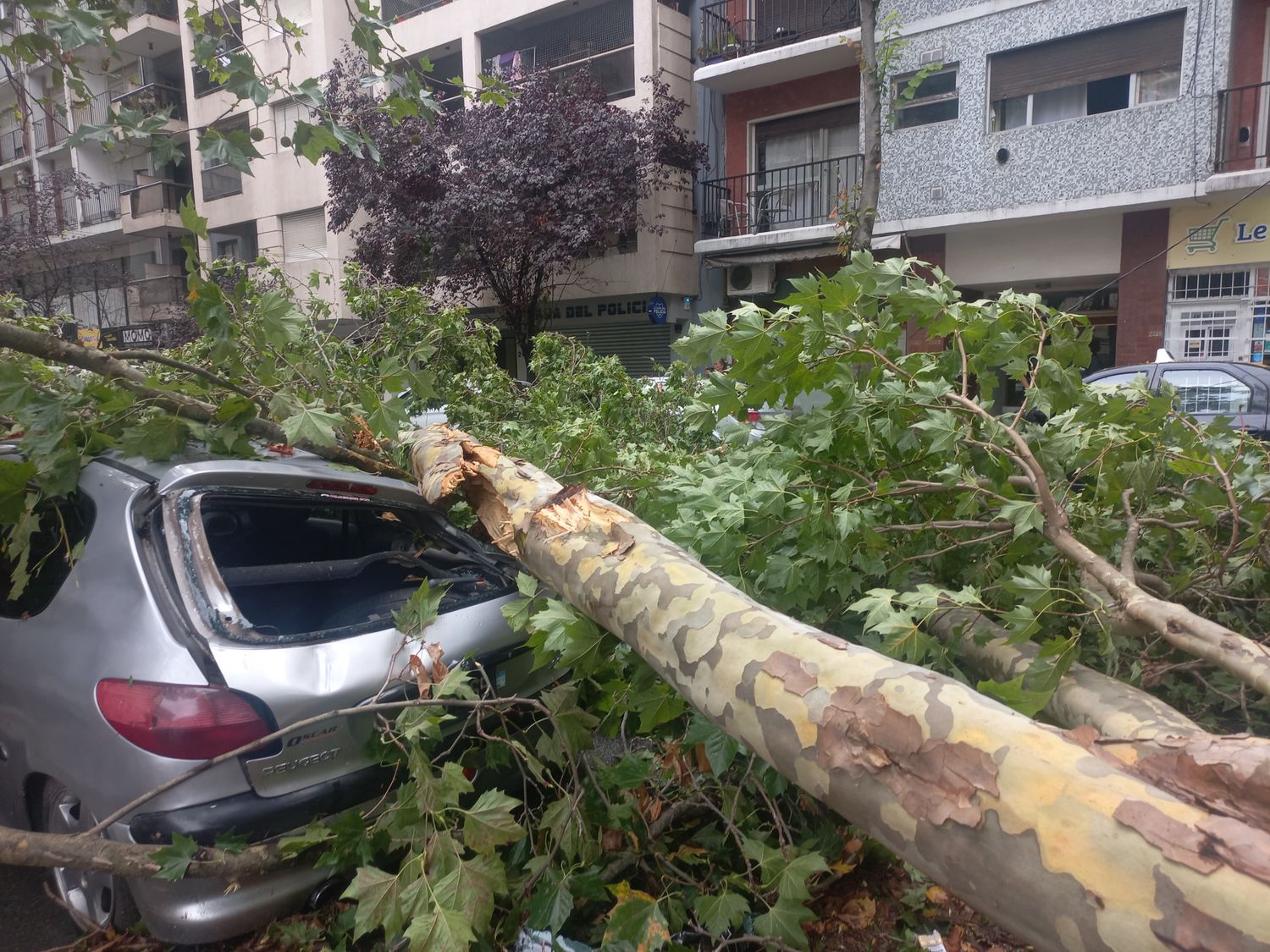 Temporal en Mar del Plata: caída de árboles y autos aplastados