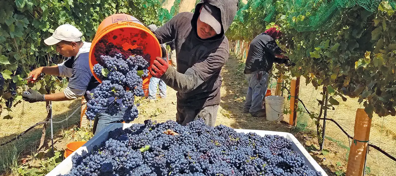Presentan proyecto de ley para compatibilizar planes sociales con trabajo rural registrado