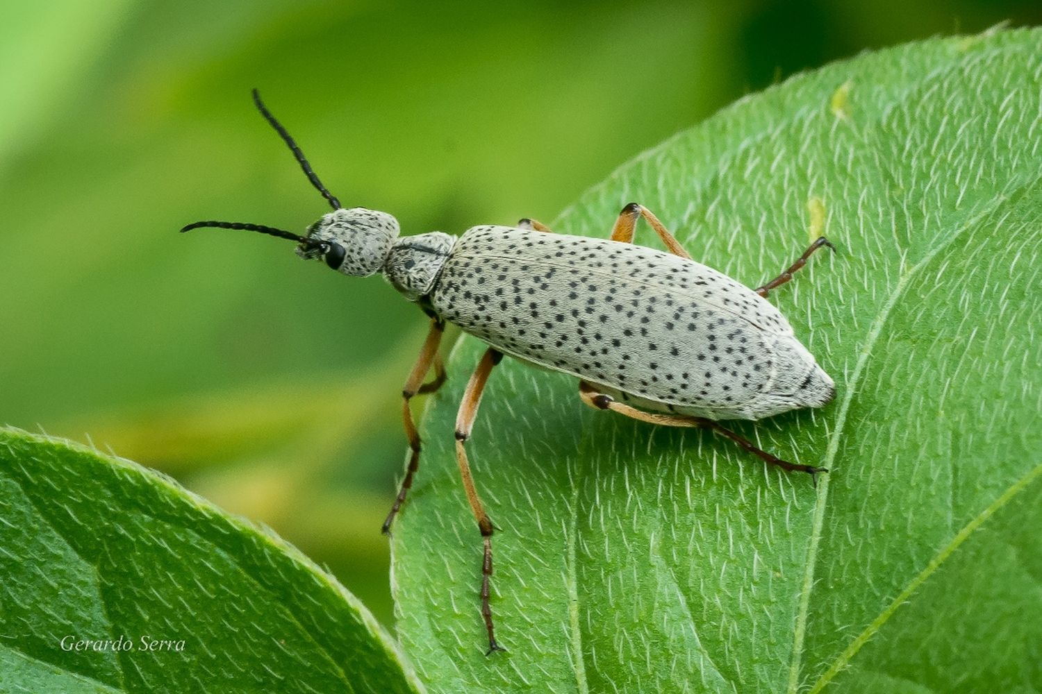 Bicho moro, la plaga del verano que arrasa con todo y desvela a los productores ecológicos