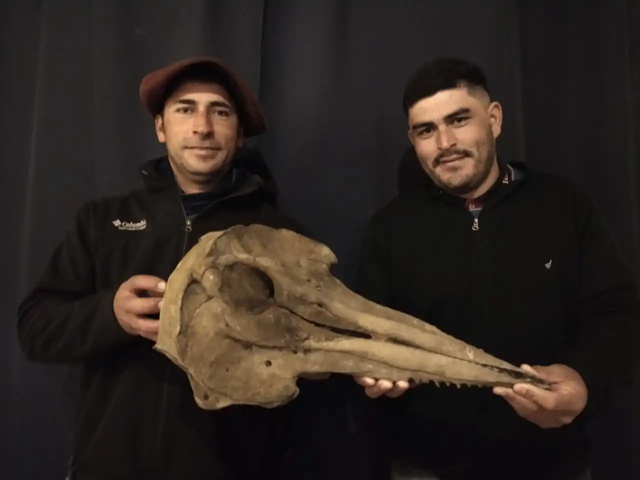 Sorpresa: “pescan” el cráneo completo de un delfín ancestral en San Pedro