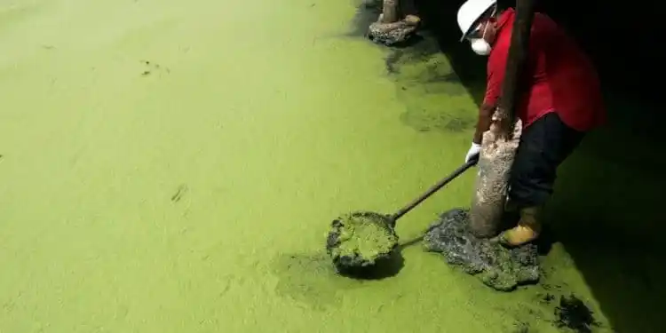 Algas alimentadas por la contaminación cubren de verde el lago de Maracaibo