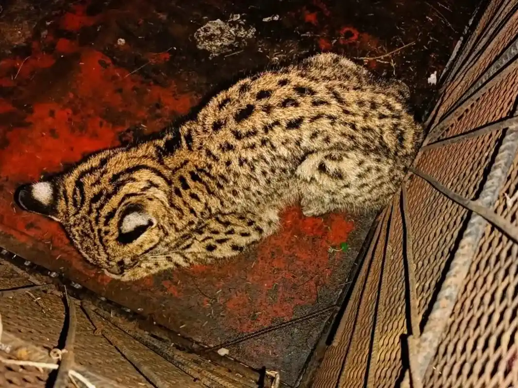 Rescatan un gato montés sudamericano en Santa Elena