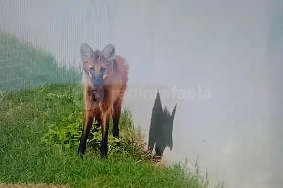 Atraparon un cachorro de Aguará Guazú corriendo por las calles de Rafaela