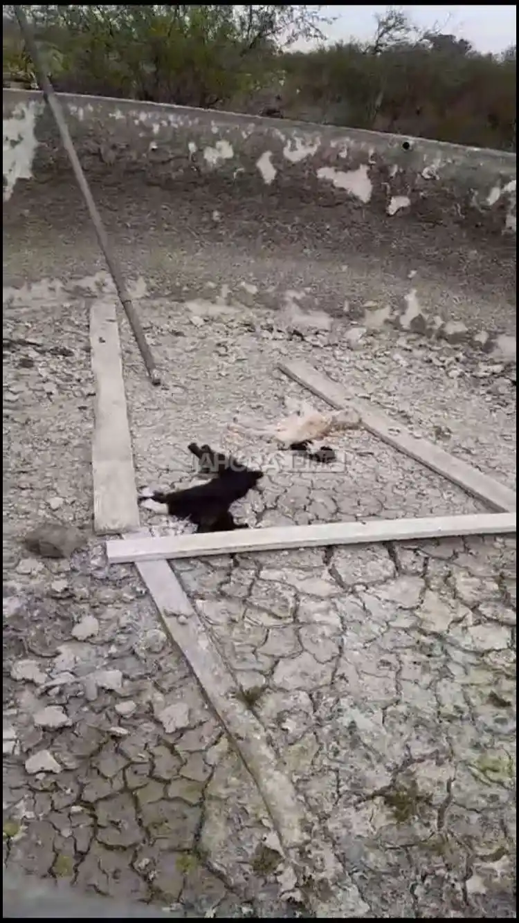 perrera pueblo belgrano - 7