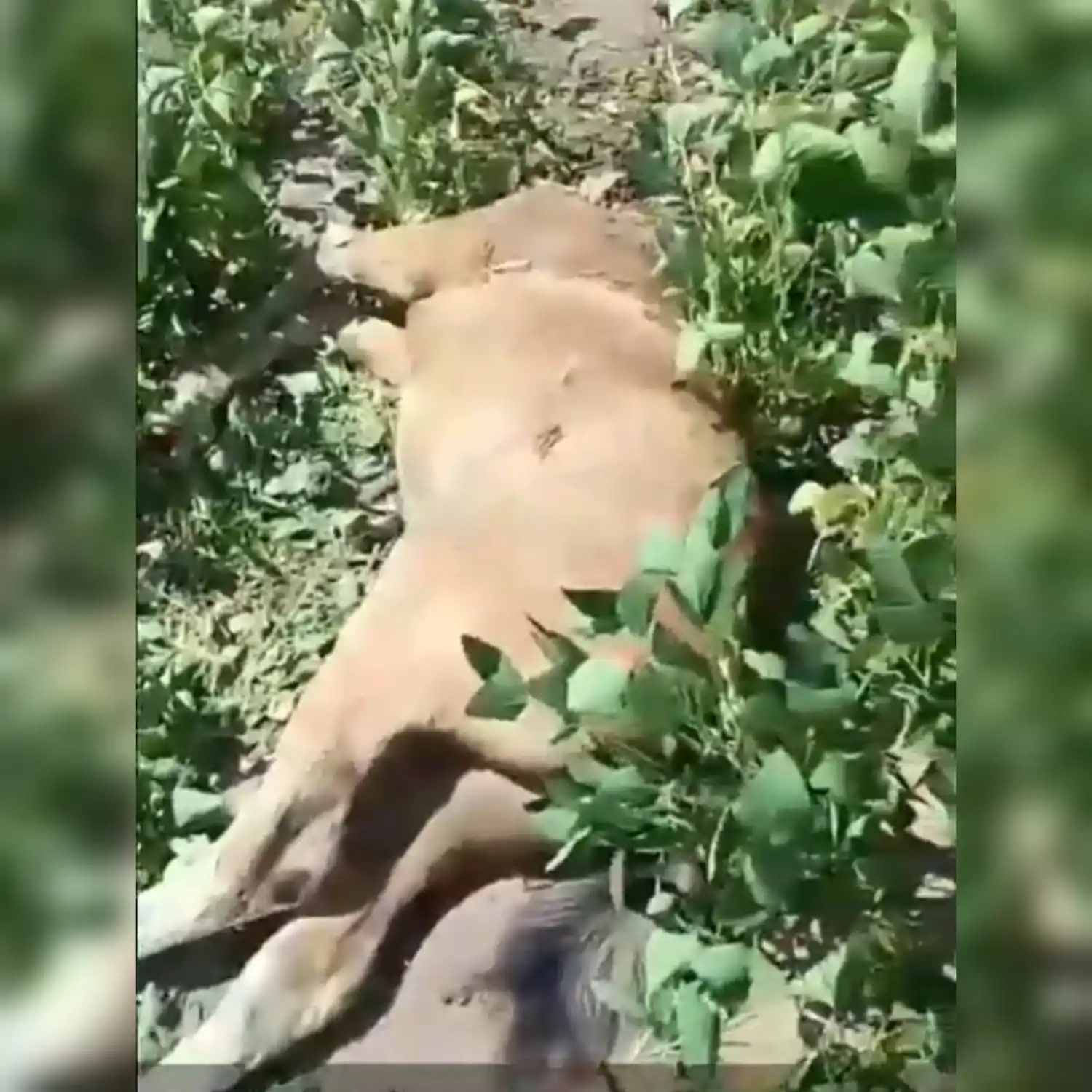 Puma, Alcorta, potranca, ataque - 1